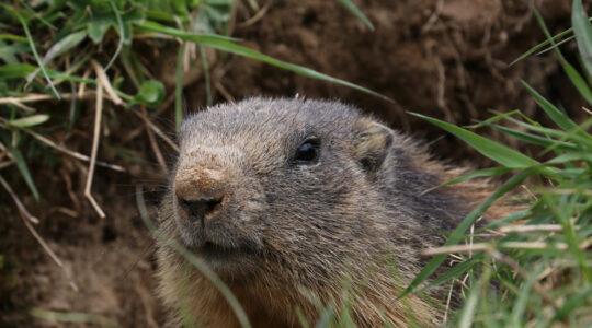 parc des marmottes